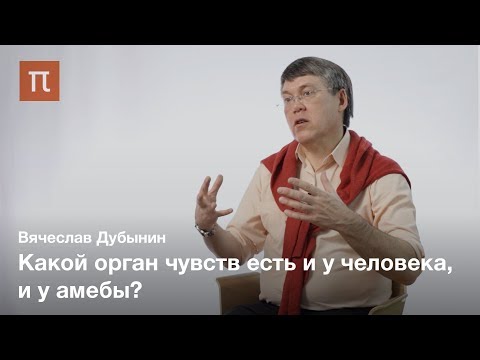 Видео: Мозг и обоняние — Вячеслав Дубынин