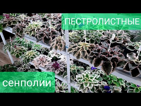 Видео: Пестролистные сенполии февраль 2024