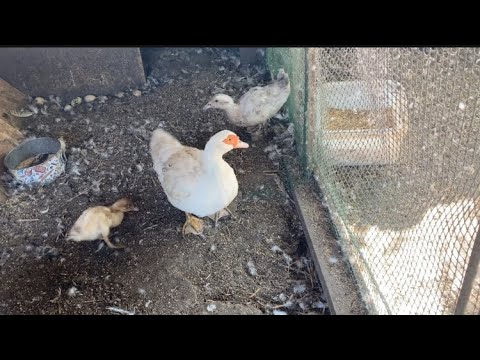 Видео: 1817❤️История Ваньки/ Последний урожай с теплицы/ Вино зреет.