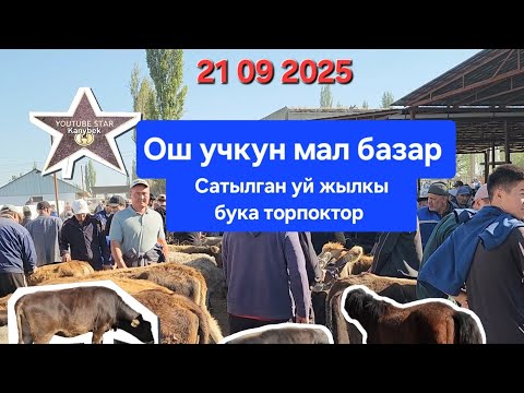 Видео: ОШ УЧКУН МАЛ БАЗАР 21 Сентябрь 2025 жыл Сатылган уй жылкы бука торпоктор #базар #видео #рекомендации