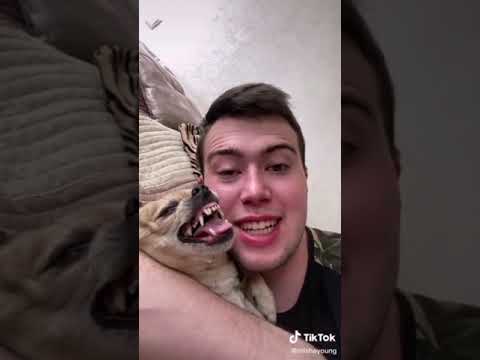 Видео: Парень и чихуахуа