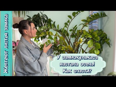 Видео: ЖЕЛТЕЮТ листья у ЗАМИОКУЛЬКАСА. У замика настала осень. Как спасти? Реанимируем.
