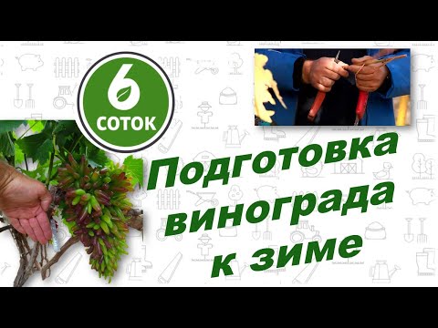 Видео: Подготовка винограда к зиме.