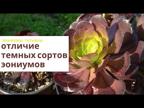 Видео: Чем отличаются темные сорта эониумов