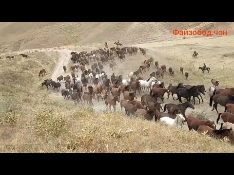 Видео: Самые красивые Лошадь Таджикистан Гала дарох ай Ёвон то Файзобод