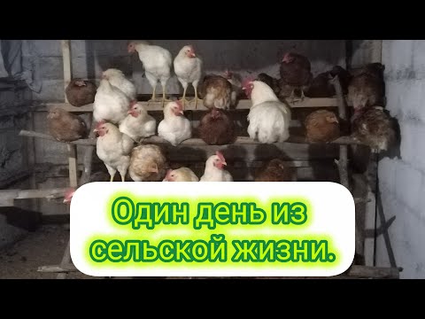 Видео: Жизнь в деревне. Один из наших дней. Как все успеть?