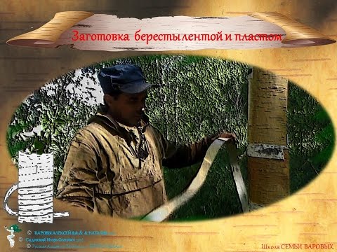 Видео: Мини Мастер-класс_(Приглашение) от семьи ВАРОВЫХ по Сбору бересты лентой и пластом