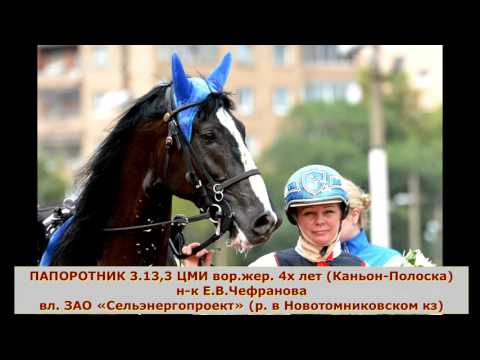 Видео: РЕЗВЕЙШИЕ ОРЛОВСКИЕ РЫСАКИ 2015 ГОДА
