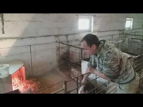 Видео: Відлучення поросят