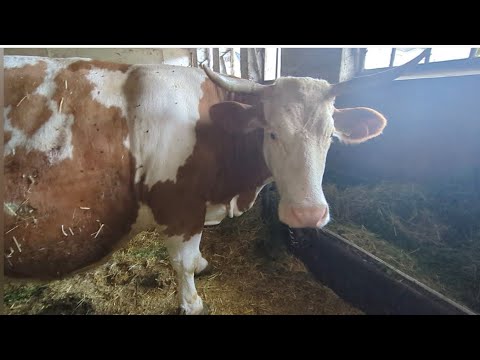 Видео: Утром на хозяйстве// Полный птичий двор ходячих инкубаторов..🐔🪿