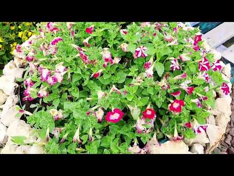 Видео: ЦВЕТЫ ПЕТУНИИ ПРЕВРАТИЛИСЬ В ТРЯПОЧКИ. АНАЛИЗИРУЮ СИТУАЦИЮ.