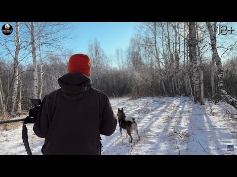 Видео: 10 выстрелов! Кабаны, лоси. Это нужно увидеть