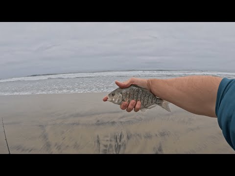 Видео: Неймовірна рибалка | Супер кльов | San Diego