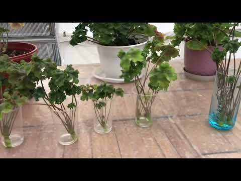 Видео: Пеларгония. Lara Jenny от обрезки до укоренения.