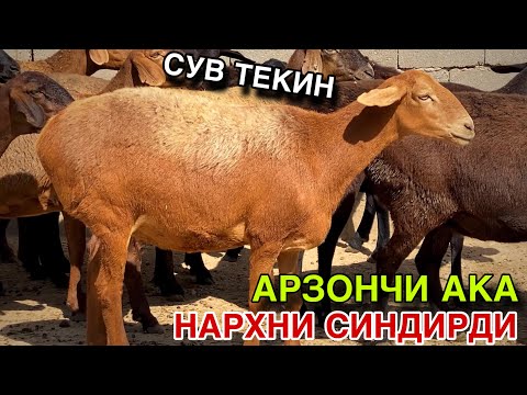Видео: 2 ПАРТИЯ ЙЕТИБ КЕЛДИ! Куй Нархлари тушиб кетди! 