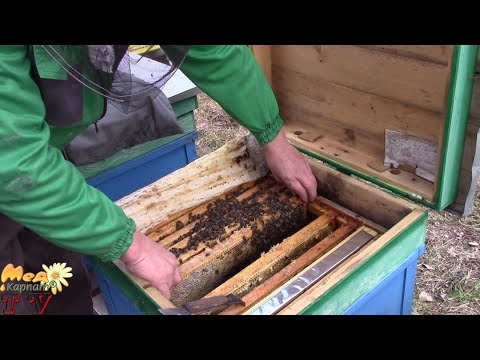 Видео: Перша весняна ревізія. Аналіз зимівлі. 24.02.2020