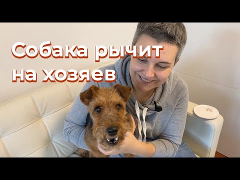 Видео: «Что случилось, Усы?» Собака рычит на хозяев