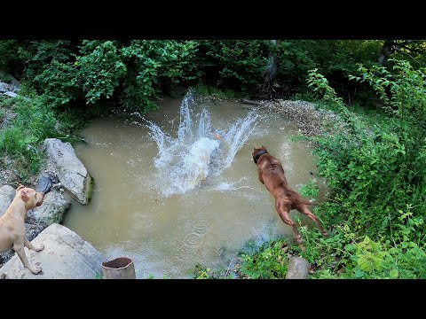 Видео: Первая прогулка Кими со Спайком на балку. Прыжки питбуля/прыжки в воду.