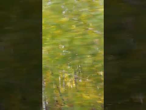 Видео: #мысливслух #осень #правилажизни #nature