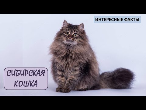 Видео: СИБИРСКАЯ КОШКА🐈/Кошки/Животные/Интересные факты