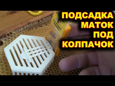 Видео: Подсадка маток под колпачок.