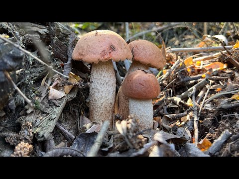 Видео: Нашла подосиновики, от которых захватывает дух! + Мой любимый рецепт икры с подосиновиков.