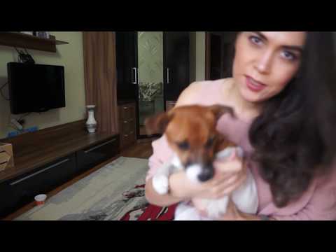 Видео: Щенок джек рассел терьер выполняет команды (возраст 6 месяцев)