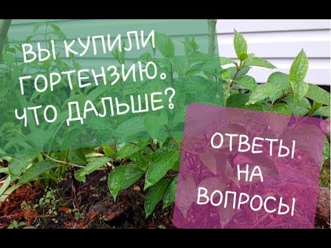 Видео: Вы КУПИЛИ метельчатую ГОРТЕНЗИЮ/Что делать дальше?/Ответы на вопросы