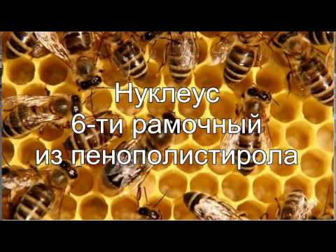 Видео: нуклеус 6 ти рамочный