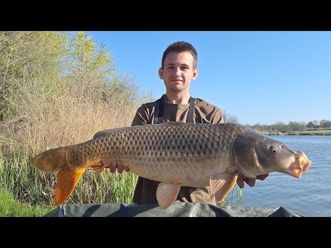 Видео: Роздача МАМОНТІВ! Перша рибалка на коропа і одразу ТРОФЕЙ. Риболовля з ночівлею в наметі