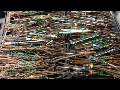 Видео: Черенкование, укоренение и проращивание гортензий. 06.03.2025. Часть 1
