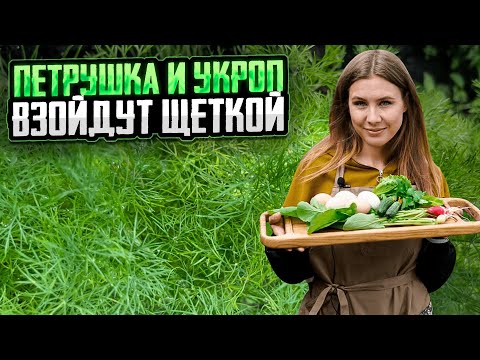 Видео: ПЕТРУШКА И УКРОП ВЗОЙДУТ ЩЁТКОЙ | Как вырастить зелень в квартире