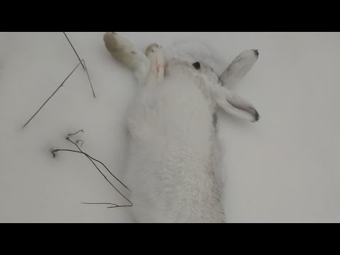 Видео: Охота на Зайца.троплю зайца.Собака на износ