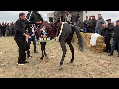 Видео: Скачки в С. Кунбатар, 7-й заезд, 1600м. Приз Шора Батыра/ Главы Ногайского района.