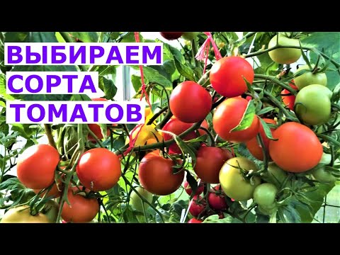 Видео: Как выбирать сорта томатов для себя Урожайные сорта томатов