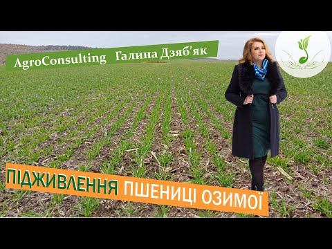 Видео: Коли підживлювати, як підживляти слабку і добре розвинуту пшеницю, які види добрив застосовувати?