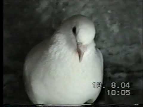 Видео: "Гълъбарници и Пазарджишки високолетци", част 2, файл 3.1.2