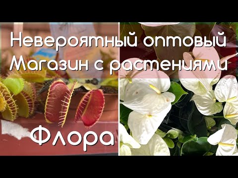 Видео: Обзор оптового магазина комнатных растений ФЛОРА