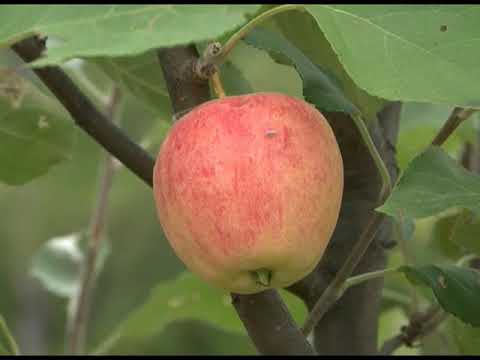 Видео: Зеленый сад фильм № 264 "Сорта яблонь, смородины, сливы" от 22.09.2018г. г.Хабаровск (zeleniisad.ru)