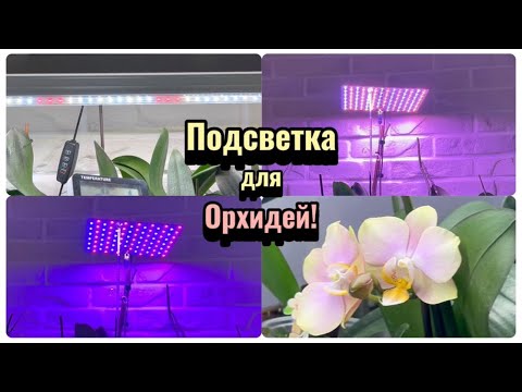 Видео: Досветка орхидей осенью, зимой? Фитолампы Китай, Samsung🌱 Плюсы и минусы! #orchid #flowers