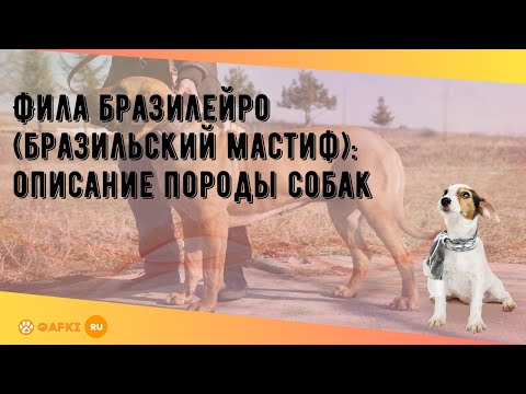 Видео: Фила бразилейро (бразильский мастиф): описание породы собак