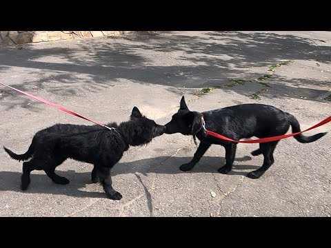 Видео: Щенок ВЕО и Щенок Немецкой Овчарки. Разница большая!