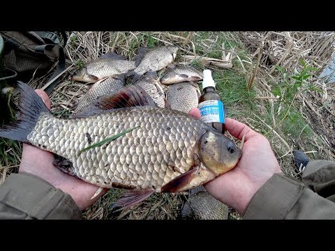 Видео: Они сгибают удочку в дугу! Крупный Карась на масло. Рыбалка 2018.