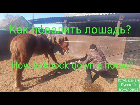 Видео: Как повалить лошадь?|How to knock down a horse?