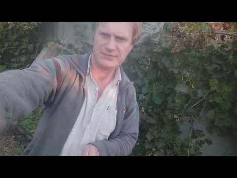 Видео: Пробиотики для Пчел Как роздать пчелосемьям 100+ за 15мин не поднимая крыши Стимуляция Матковод АМГ