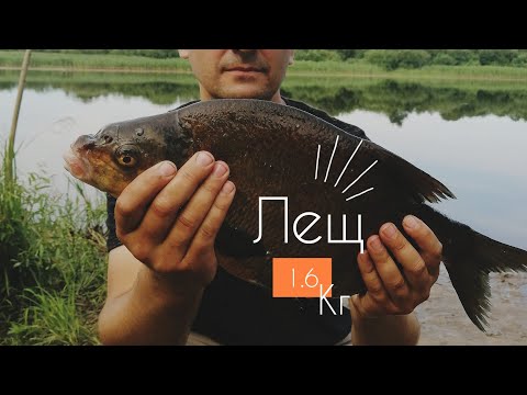 Видео: ЛЕЩ ,река Луга ,ч.3. Клюёт(лещ 1.6кг)