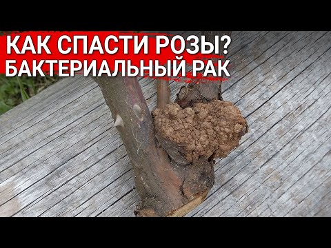 Видео: Как спасти розы? Бактериальный рак