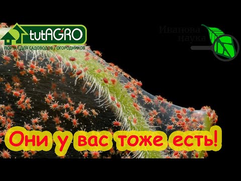 Видео: ВСЕ СПОСОБЫ БОРЬБЫ С ПАУТИННЫМ КЛЕЩОМ: от рассады до урожая. Как избавиться от паутинного клеща.
