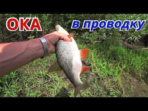 Видео: ПОКЛЁВКИ на КАЖДОМ ЗАБРОСЕ. Рыбалка В ПРОВОДКУ на ОКЕ май 2021.