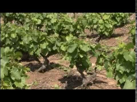 Видео: Французское рандеву 4. Божоле